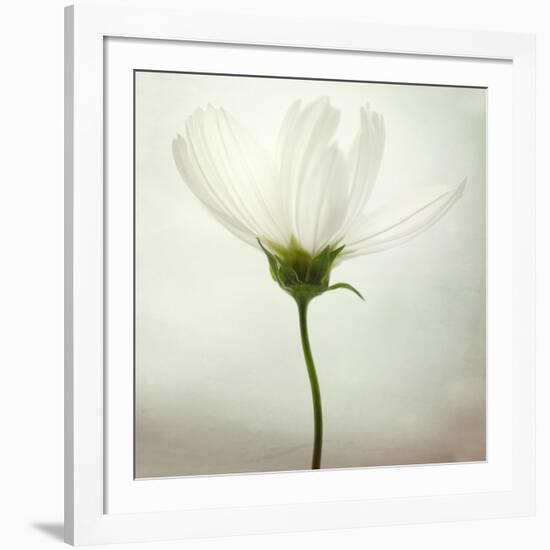 White Cosmos-Lotte Grønkjær-Framed Photographic Print