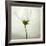 White Cosmos-Lotte Grønkjær-Framed Photographic Print