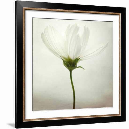 White Cosmos-Lotte Grønkjær-Framed Photographic Print