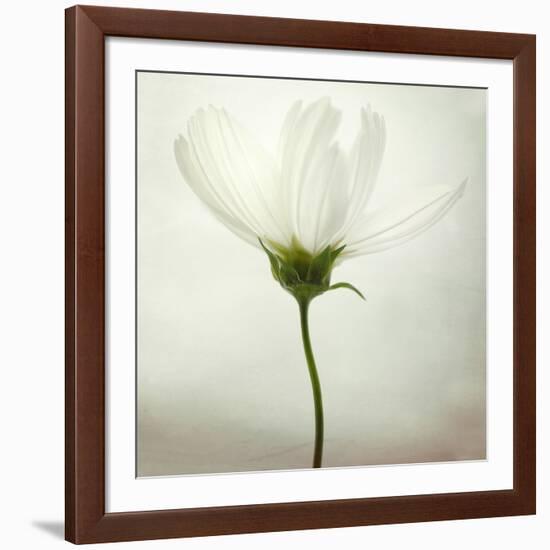 White Cosmos-Lotte Grønkjær-Framed Photographic Print