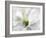 White Creamy Green-Heidi Westum-Framed Photographic Print