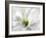 White Creamy Green-Heidi Westum-Framed Photographic Print