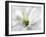 White Creamy Green-Heidi Westum-Framed Photographic Print