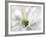 White Creamy Green-Heidi Westum-Framed Photographic Print