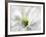 White Creamy Green-Heidi Westum-Framed Photographic Print