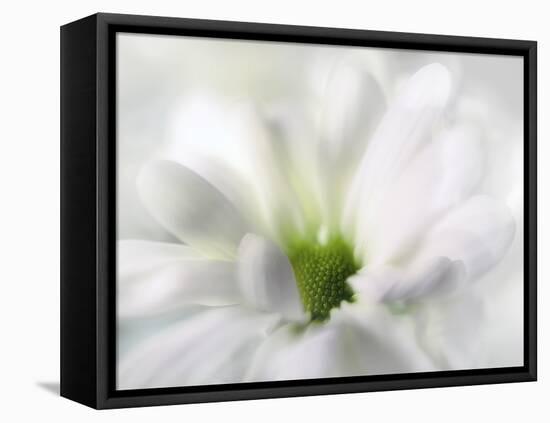 White Creamy Green-Heidi Westum-Framed Premier Image Canvas