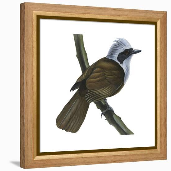 White-Crested Laughing Thrush (Garrulax Leucolophus), Birds-Encyclopaedia Britannica-Framed Stretched Canvas