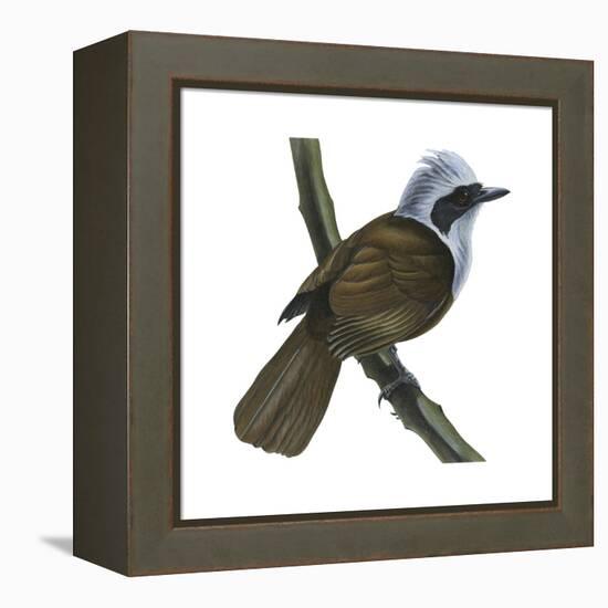 White-Crested Laughing Thrush (Garrulax Leucolophus), Birds-Encyclopaedia Britannica-Framed Stretched Canvas