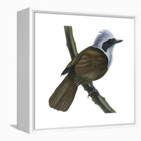 White-Crested Laughing Thrush (Garrulax Leucolophus), Birds-Encyclopaedia Britannica-Framed Stretched Canvas