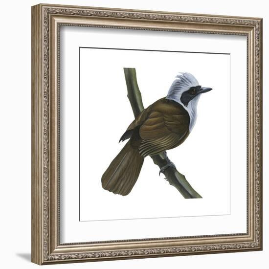 White-Crested Laughing Thrush (Garrulax Leucolophus), Birds-Encyclopaedia Britannica-Framed Art Print