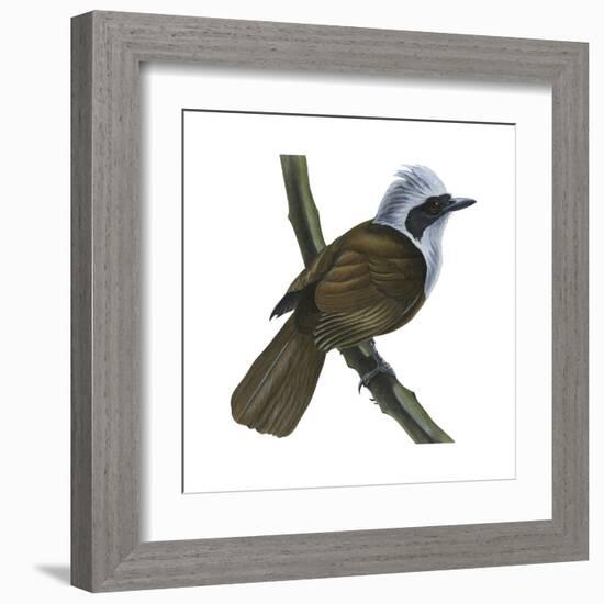 White-Crested Laughing Thrush (Garrulax Leucolophus), Birds-Encyclopaedia Britannica-Framed Art Print