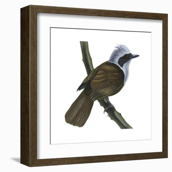 White-Crested Laughing Thrush (Garrulax Leucolophus), Birds-Encyclopaedia Britannica-Framed Art Print