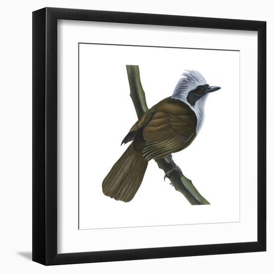 White-Crested Laughing Thrush (Garrulax Leucolophus), Birds-Encyclopaedia Britannica-Framed Art Print