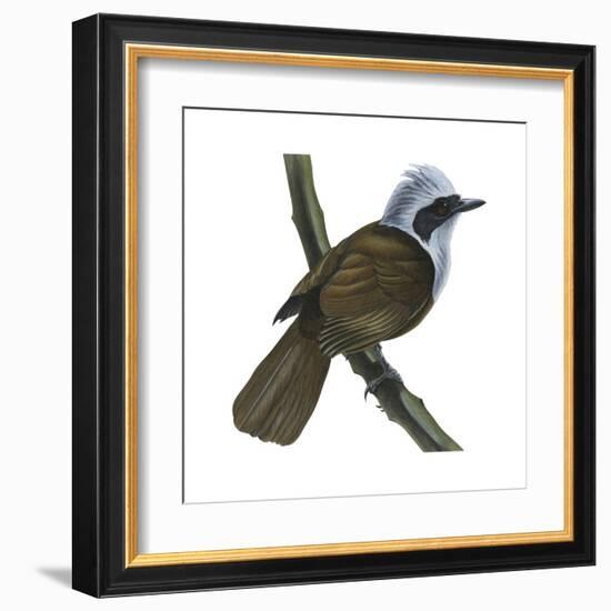 White-Crested Laughing Thrush (Garrulax Leucolophus), Birds-Encyclopaedia Britannica-Framed Art Print