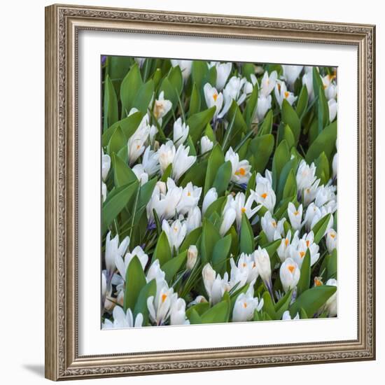 White Crocus Blooms-Anna Miller-Framed Photographic Print