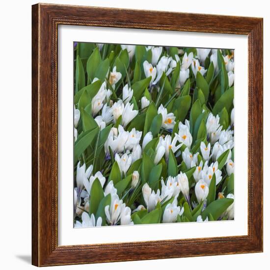 White Crocus Blooms-Anna Miller-Framed Photographic Print