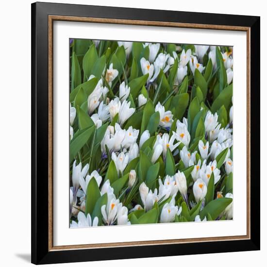 White Crocus Blooms-Anna Miller-Framed Photographic Print