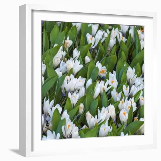 White Crocus Blooms-Anna Miller-Framed Photographic Print