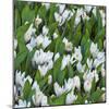 White Crocus Blooms-Anna Miller-Mounted Photographic Print