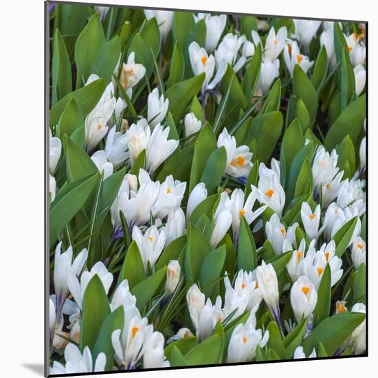 White Crocus Blooms-Anna Miller-Mounted Photographic Print