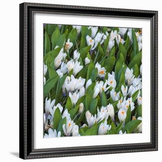 White Crocus Blooms-Anna Miller-Framed Photographic Print