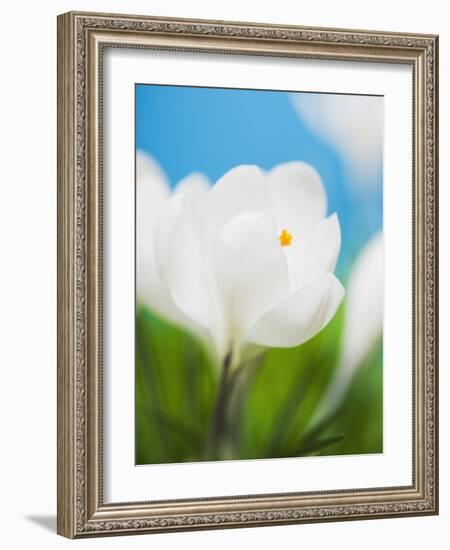 White crocus-Ada Summer-Framed Photographic Print