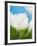 White crocus-Ada Summer-Framed Photographic Print