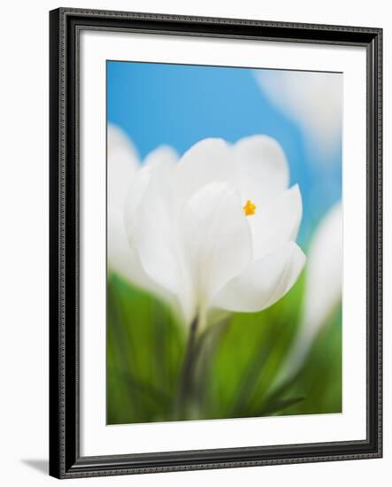 White crocus-Ada Summer-Framed Photographic Print