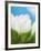 White crocus-Ada Summer-Framed Photographic Print