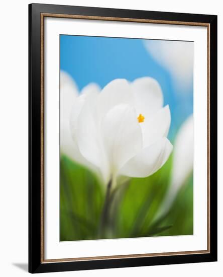 White crocus-Ada Summer-Framed Photographic Print