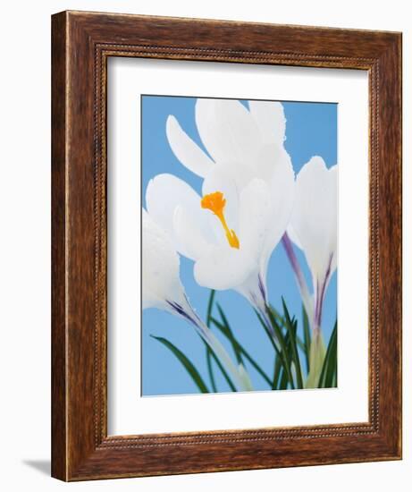 White crocuses-Ada Summer-Framed Photographic Print