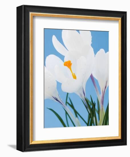 White crocuses-Ada Summer-Framed Photographic Print