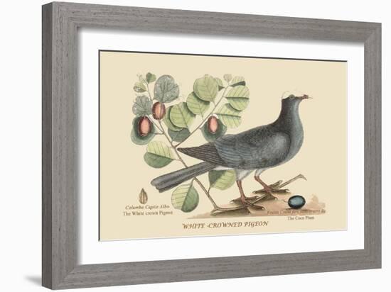 White Crown Pigeon-Mark Catesby-Framed Art Print