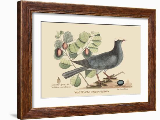 White Crown Pigeon-Mark Catesby-Framed Art Print