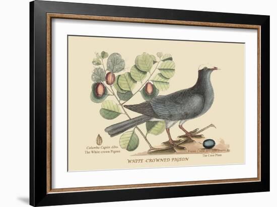 White Crown Pigeon-Mark Catesby-Framed Art Print
