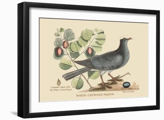 White Crown Pigeon-Mark Catesby-Framed Art Print