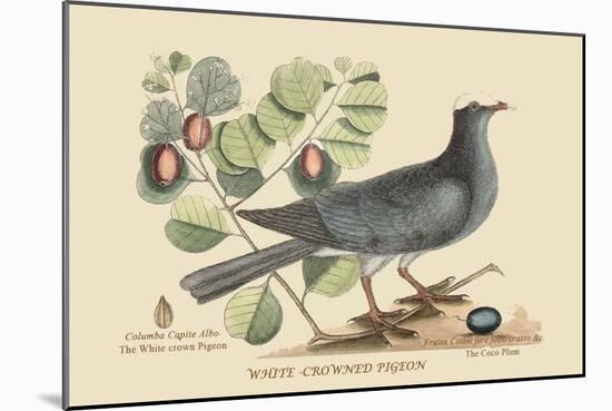 White Crown Pigeon-Mark Catesby-Mounted Art Print