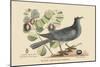 White Crown Pigeon-Mark Catesby-Mounted Art Print