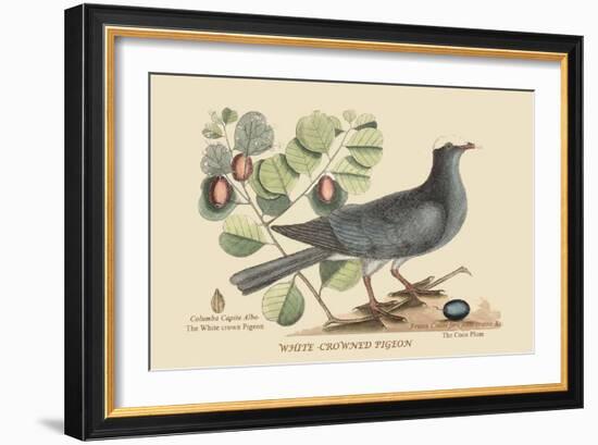 White Crown Pigeon-Mark Catesby-Framed Art Print