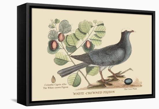 White Crown Pigeon-Mark Catesby-Framed Stretched Canvas