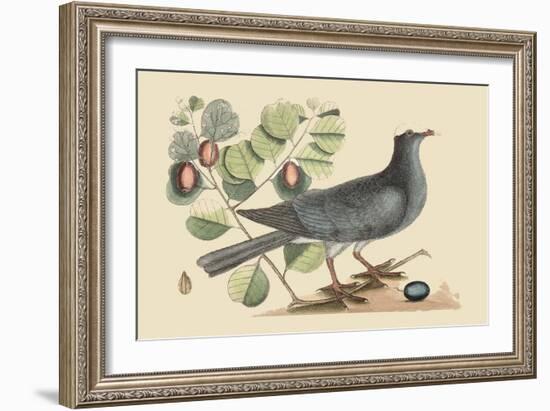 White Crown Pigeon-Mark Catesby-Framed Art Print