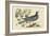 White Crown Pigeon-Mark Catesby-Framed Art Print