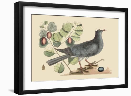 White Crown Pigeon-Mark Catesby-Framed Art Print