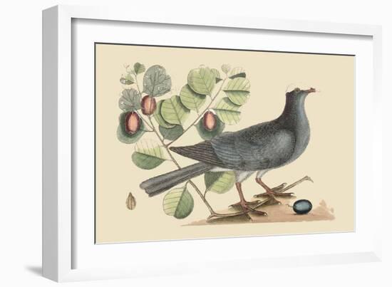 White Crown Pigeon-Mark Catesby-Framed Art Print