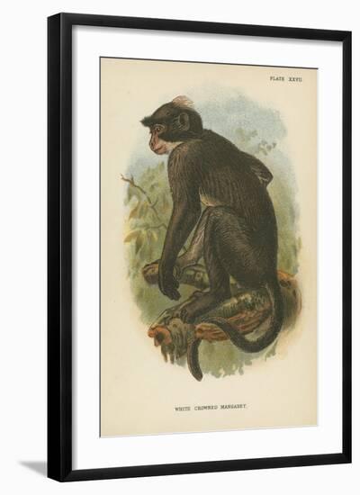 White Crowned Mangabey-null-Framed Giclee Print