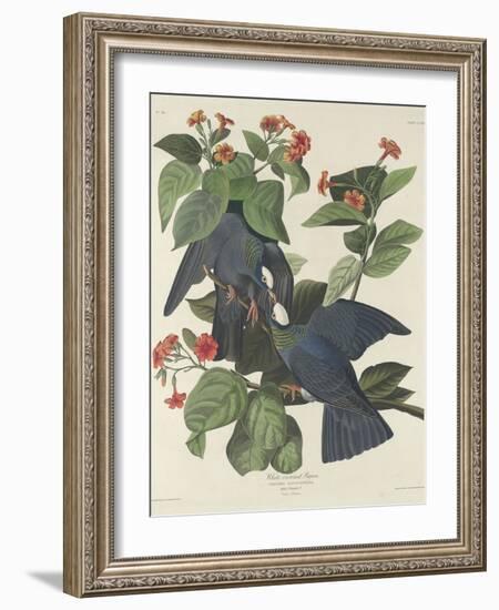 White-crowned Pigeon, 1833-John James Audubon-Framed Giclee Print