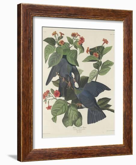 White-crowned Pigeon, 1833-John James Audubon-Framed Giclee Print