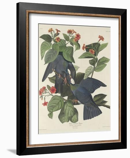 White-crowned Pigeon, 1833-John James Audubon-Framed Giclee Print