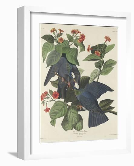 White-crowned Pigeon, 1833-John James Audubon-Framed Giclee Print