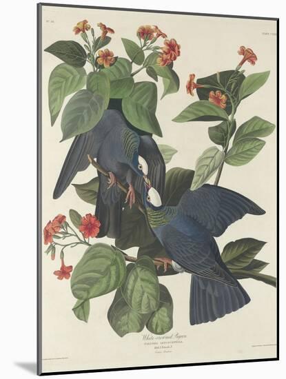 White-crowned Pigeon, 1833-John James Audubon-Mounted Giclee Print